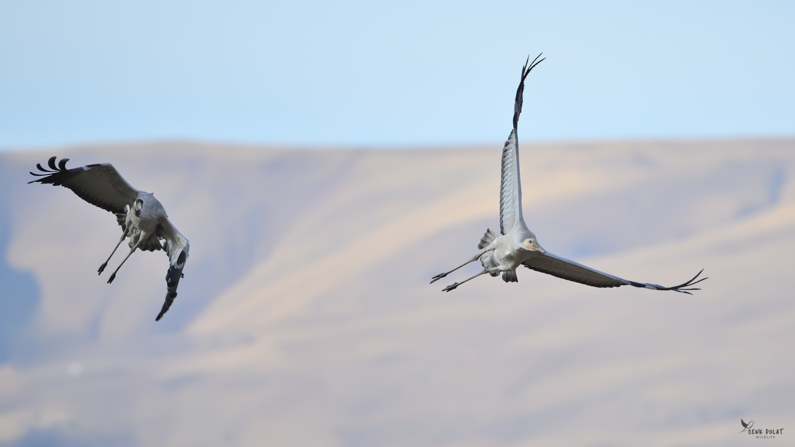 Common Crane
